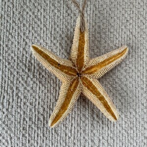 May include: A tan starfish with a string attached to the top. The starfish is on a light gray textured surface.