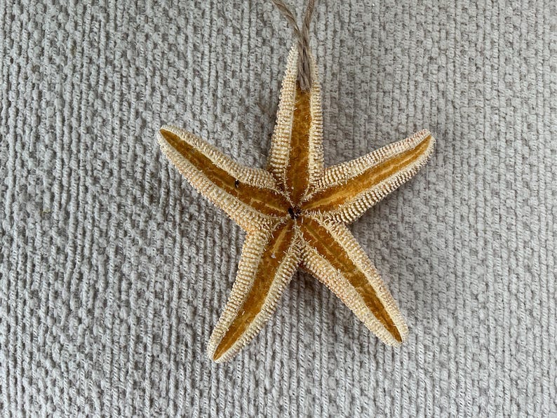 May include: A tan starfish with a string attached to the top. The starfish is on a light gray textured surface.