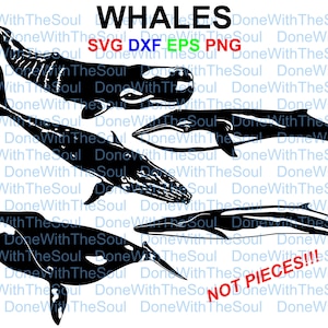 May include: Black and white silhouette images of different types of whales, including a humpback whale, a blue whale, a minke whale, and an orca. The images are labelled "WHALES" and "SVG DXF EPS PNG".