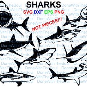 Shark vector - Shark clipart - Shark illustration - Shark cut - Shark svg - Fish silhouette - Fish svg - Silhouette Studio -Digital download