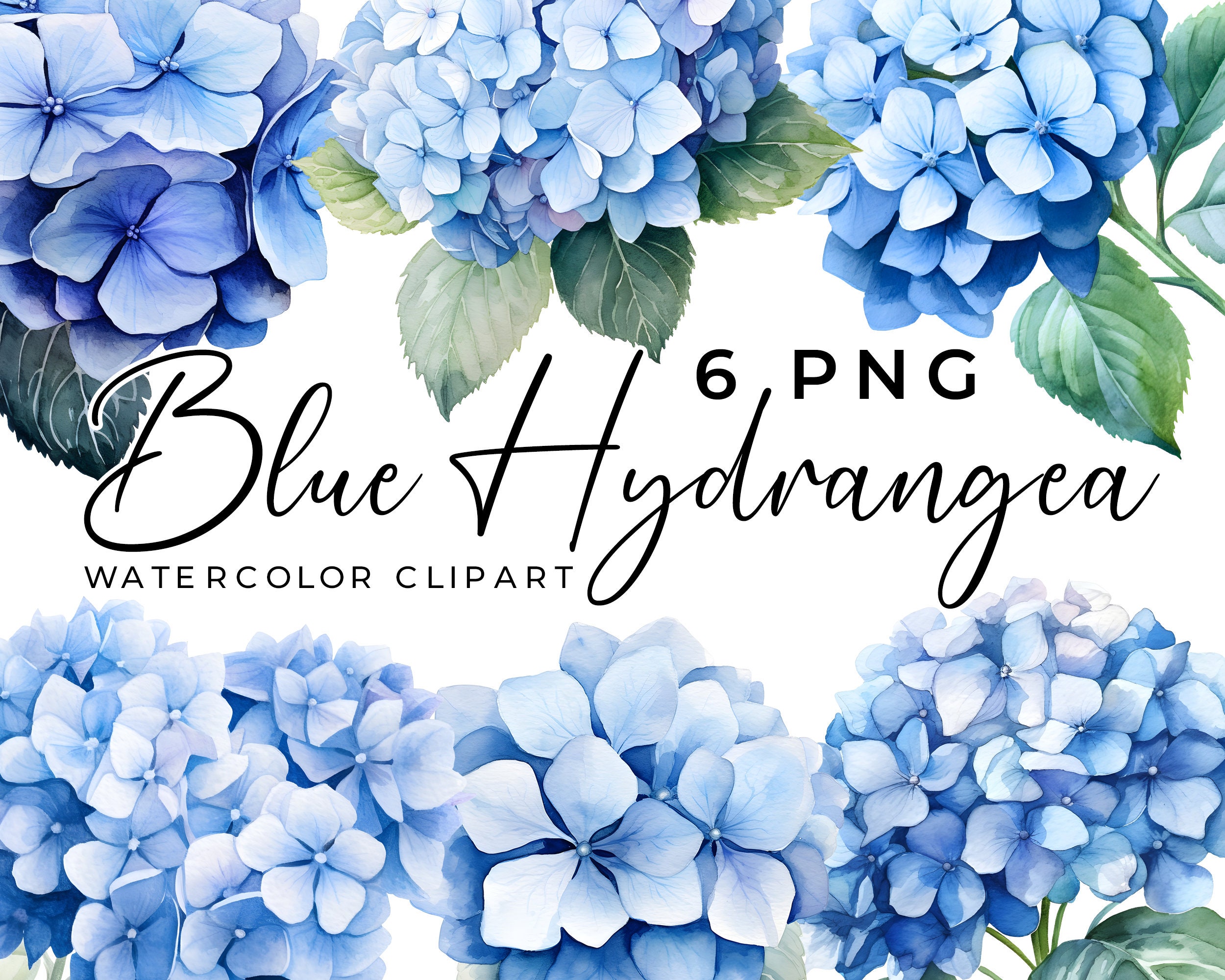 Hydrangea Watercolor Clipart 6 Blue Floral Hyndragea Png - Etsy