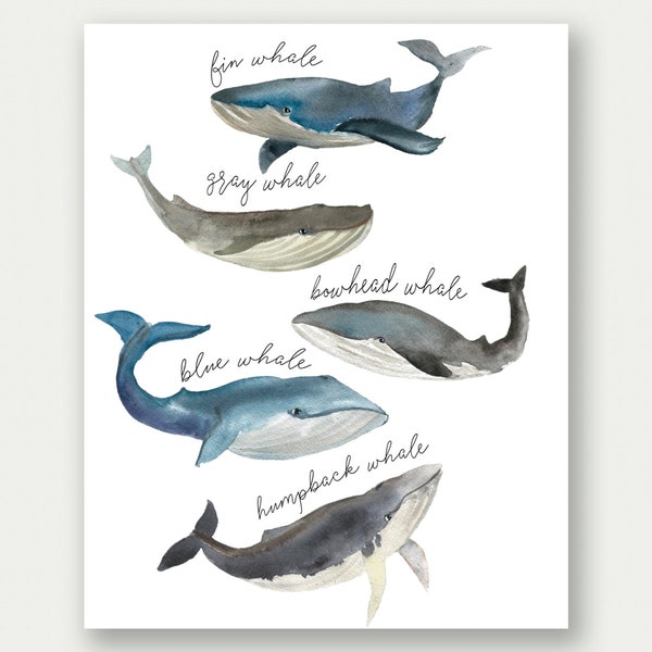 Whale Print, Whale Species, Watercolor Whales, Whale Printable, Whale Nursery Decor, Whales Nursery Art, Whale Nursery Poster, Boy Nursery