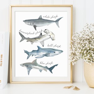 May include: Watercolor illustration of four different types of sharks: white shark, hammerhead shark, bull shark, and blue shark. The illustration is in shades of blue and gray on a white background.