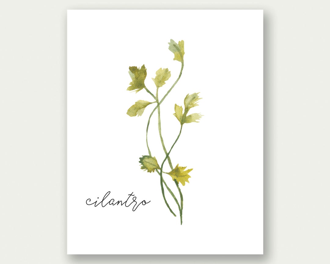 Herbs Printable, Herbs Wall Art, Herbs Print, Cilantro Art, Watercolor ...