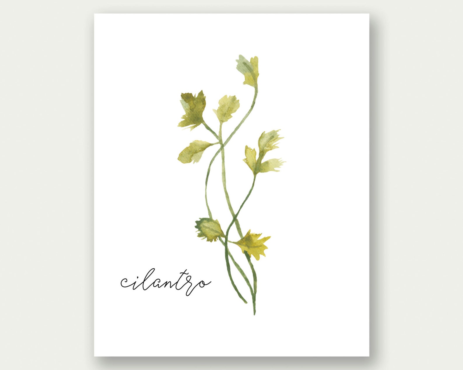 Herbs Printable Herbs Wall Art Herbs Print Cilantro Art Etsy