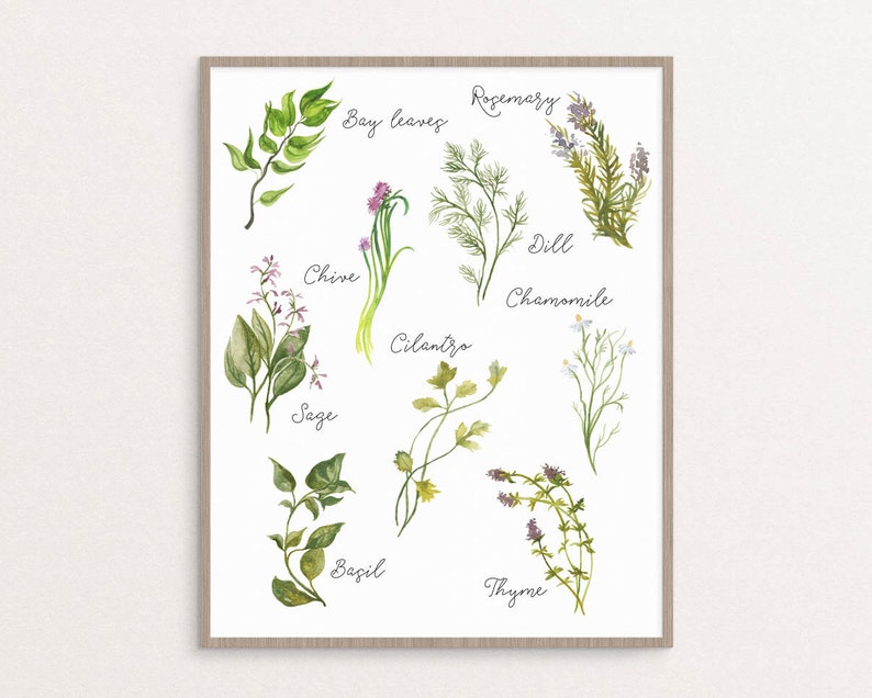 Culinary Herbs Printable Kitchen Art Herbs Collection Herbs Etsy