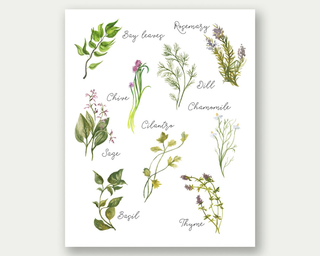Culinary Herbs Printable, Kitchen Art, Herbs Collection, Herbs Wall Art ...