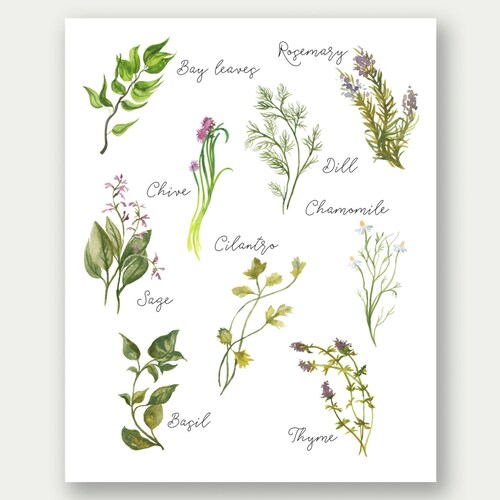 Culinary Herbs Printable Kitchen Art Herbs Collection Herbs - Etsy