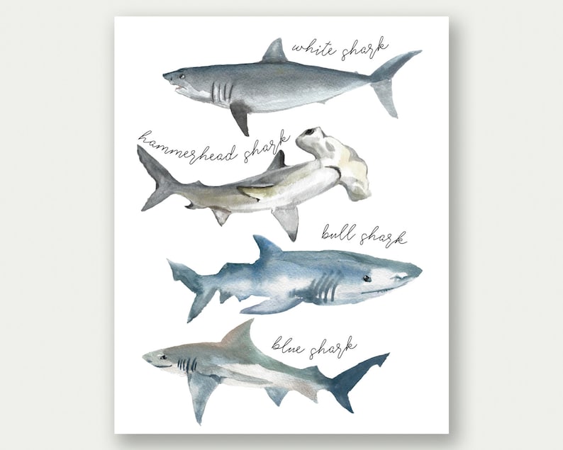 May include: Watercolor illustration of four different types of sharks: white shark, hammerhead shark, bull shark, and blue shark. Each shark is labeled with its name.