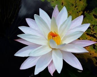 Bali water lily