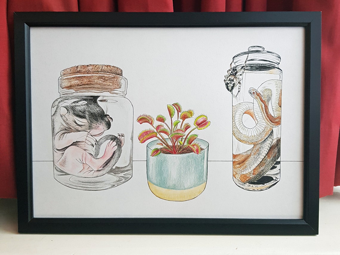 Specimen Jar Illustration Curiosity Shelf A4 Art Print Etsy
