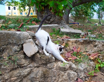 Feral Cats of Puerto Rico 2019 Monthly Calendar