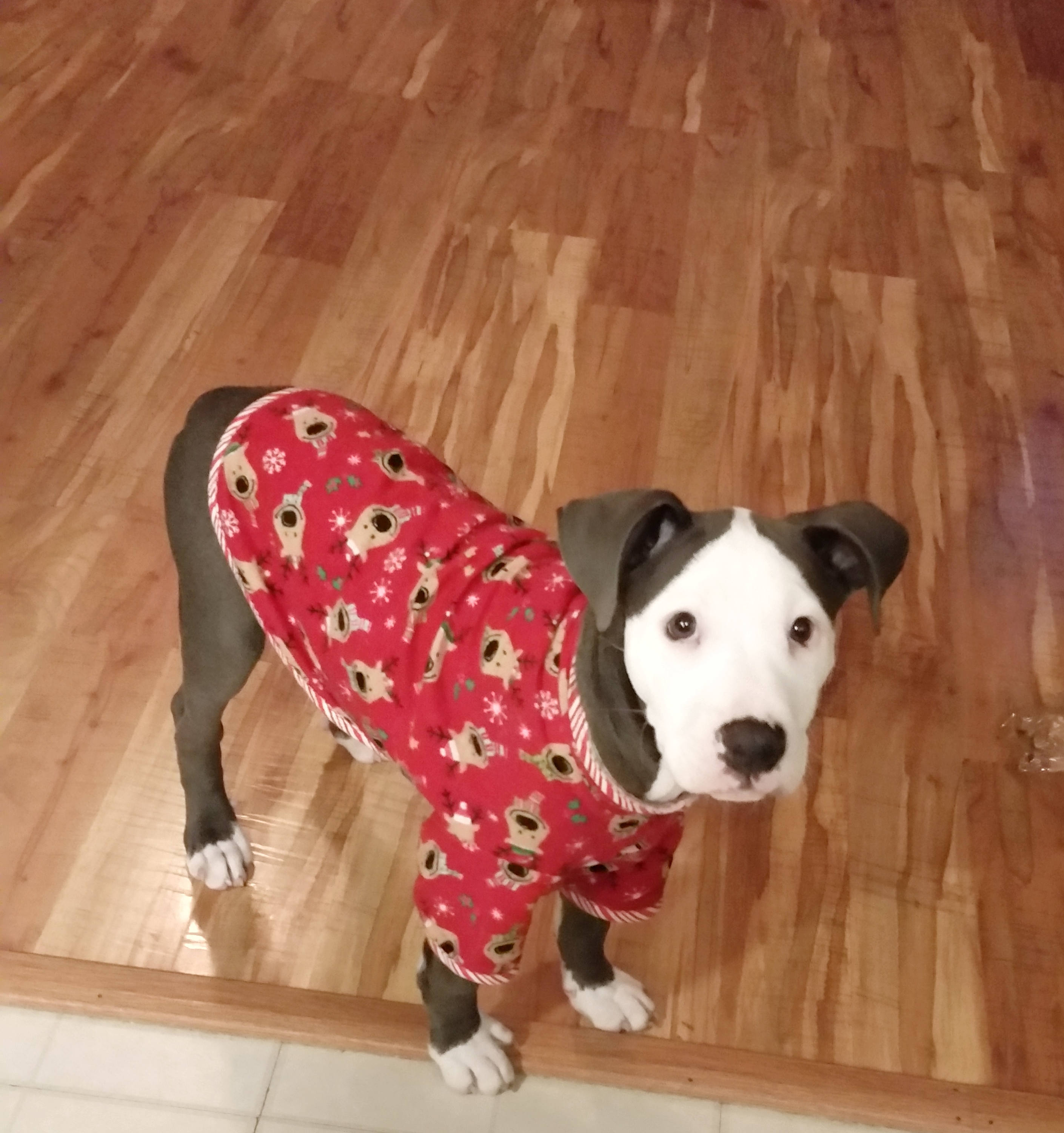Large Breed Dog Pajamas Flannel Lounge Wear Sleepwear Pjs Etsy