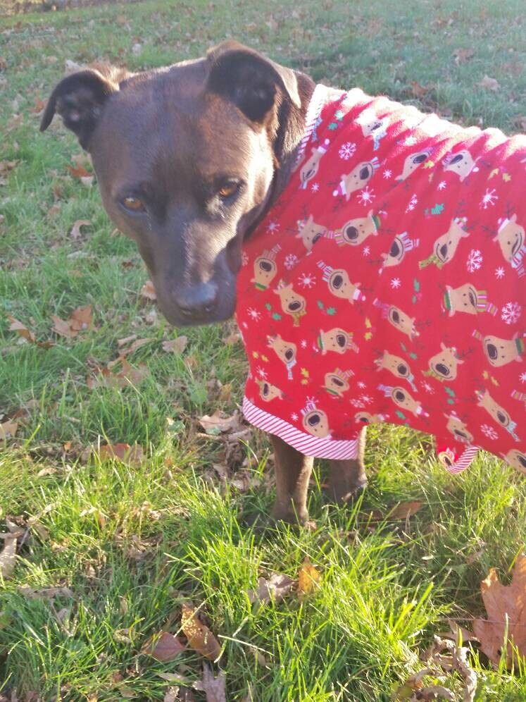 Large Breed Dog Pajamas Flannel Lounge Wear Sleepwear Pjs Etsy