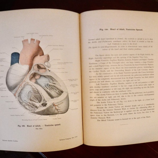 Antique Medical Book Atlas of Applied (Topographical) Human Anatomy 1906 Dr Karl von Bardeleben and Prof Heinr. Haeckel