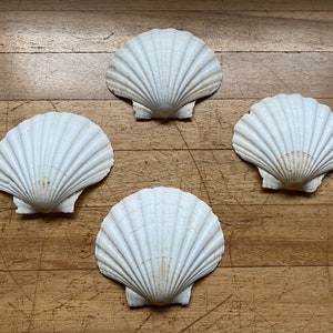 Op de afbeelding: Vier witte schelpen in een cirkel op een houten oppervlak.