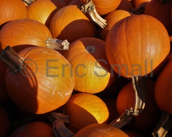 Pumpkins Fall Salem, Digital Download, Desktop Wallpaper