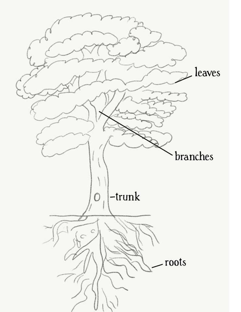 Task tree. Части дерева раскраска. Строение дерева раскраска. Строение дерева раскраска для детей. Строение дерева разукрашки.