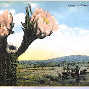 Carte Postale Cactus Désert vintage des années 1910 par Theo Sohmer