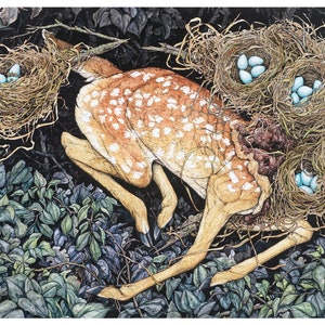 Nested Fawn: Limited Edition Print