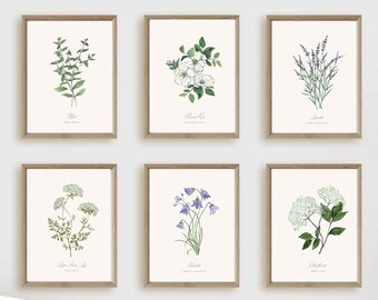 6 Botanical Prints Set: Wild Flower or Herb Watercolour Illustrations, Gallery Wall Art, Various sizes