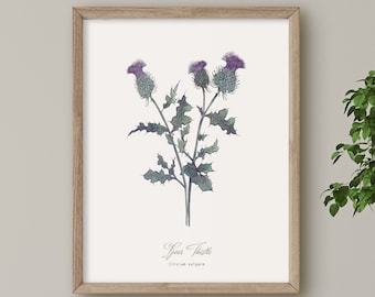 Spear Thistle, Scottish Wild Flower print, Botanical illustration, Wall Art