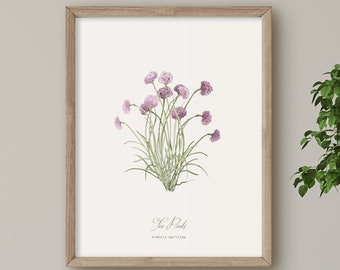 Sea Pinks, Coastal Wild Flower print, Botanical illustration, Wall Art