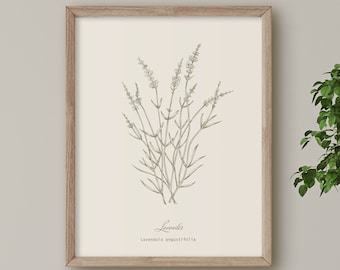 Lavender: Botanical Floral Herb, Neutral Minimalist Line Drawing, Wall Art Print