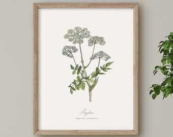 Angelica, Herb print, Botanical Plant illustration, Wall Art