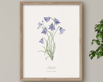 Harebell, Wild Flower print, Botanical illustration, Wall Art