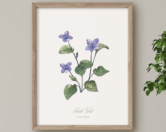 May include: A framed botanical illustration of a Heath Violet (Viola canina) with purple flowers and green leaves. The illustration is on a white background with the name of the flower and its scientific name written below.