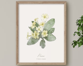 Primrose, Wild Flower print, Botanical illustration, Wall Art