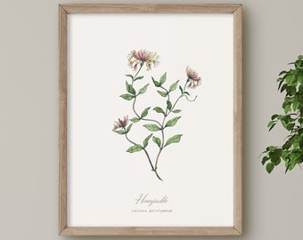 Honeysuckle, Wild Flower print, Botanical illustration, Wall Art