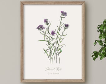 Meadow Thistle, Scottish Wild Flower print, Botanical illustration, Wall Art