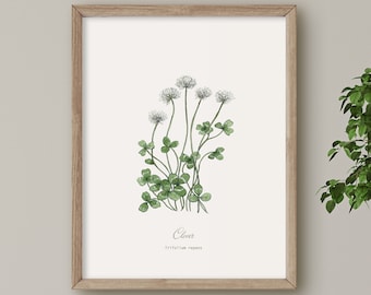 Clover, Wildflower print, Botanical  Plant illustration, Wall Art