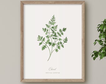 Chervil ,Herb print, Botanical  Plant illustration, Wall Art