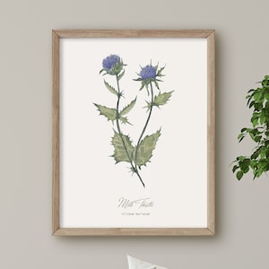 Milk Thistle, Scottish Wild Flower print, Botanical illustration, Wall Art