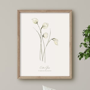 May include: A framed botanical illustration of cotton grass, also known as Eriophorum polystachion, with delicate white flowers and green stems.