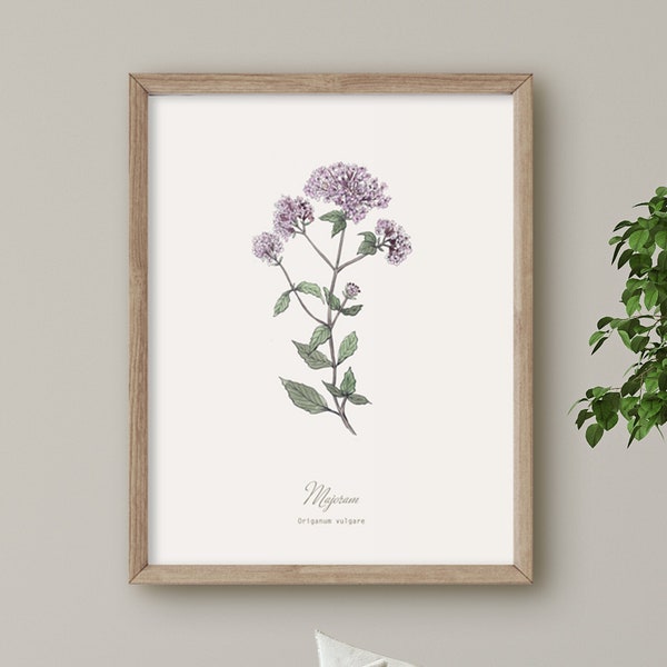 Marjoram, Herb print, Botanical Plant illustration, Wall Art