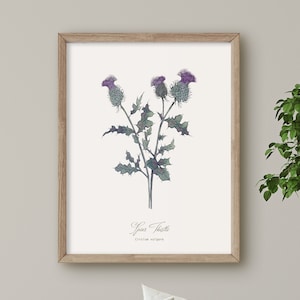 Spear Thistle, Scottish Wild Flower print, Botanical illustration, Wall Art