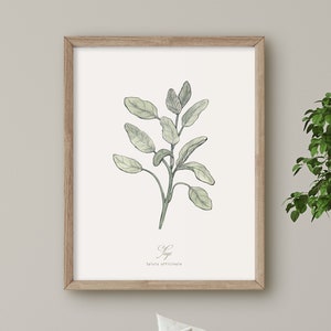 Sage, Herb print, Botanical Plant illustration, Wall Art