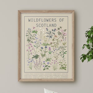 Wildflowers of Scotland Poster Light | Floral Wall Art | Wall Chart