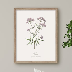 Valerian, Wild Flower print, Botanical illustration, Wall Art