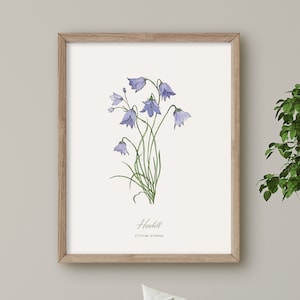 campanule, impression de fleurs sauvages, illustration botanique, art mural