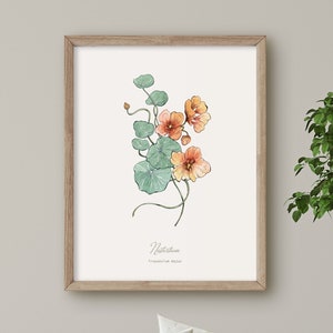Nasturtium Botanical Print, Flower Poster, Watercolour Floral Art Illustration, Botanical Wall Art Decor