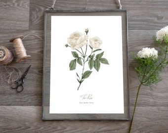 Tea Rose, Botanical Print, Floral Illustration, Wall Art
