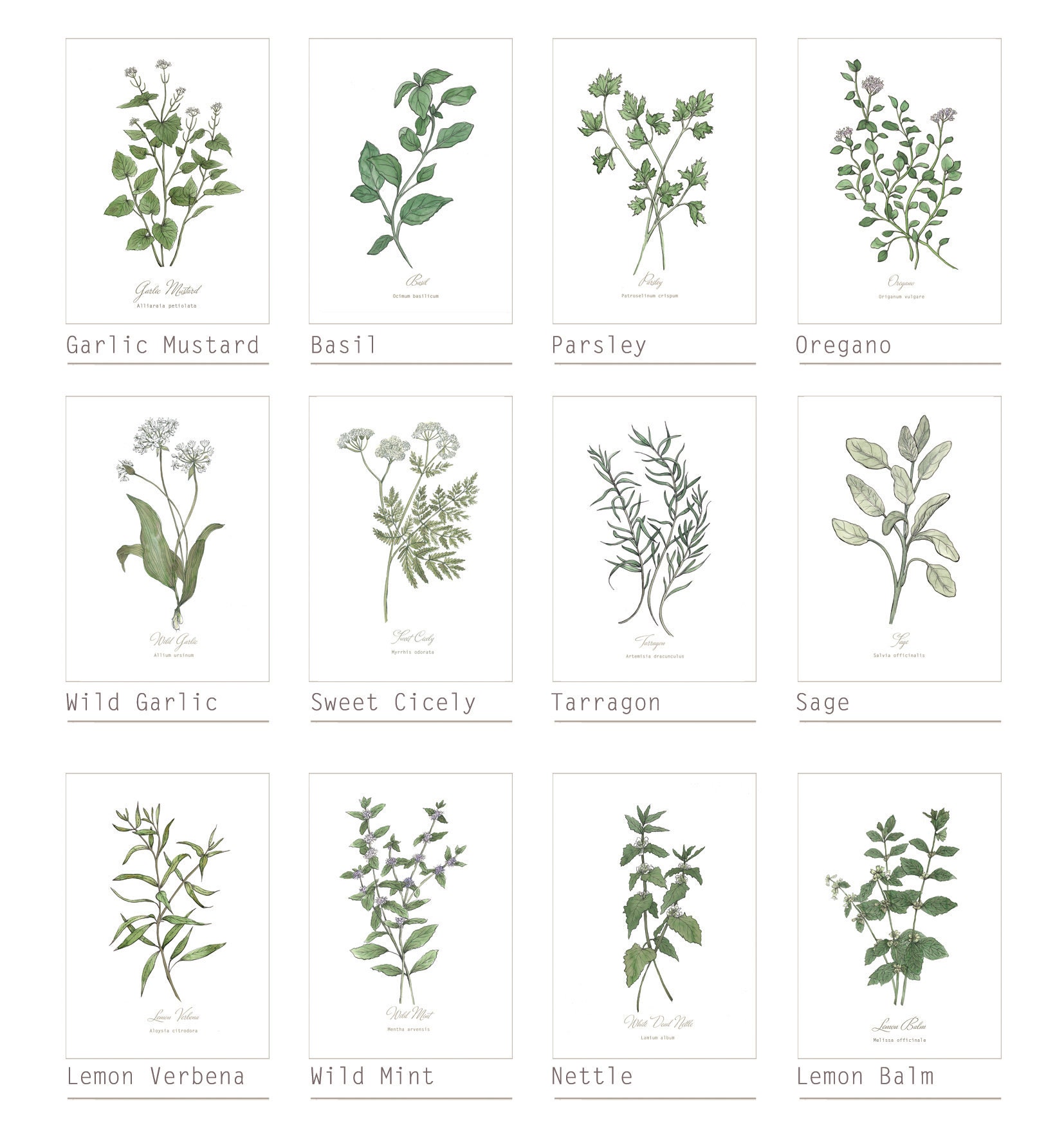2 Botanical Prints: Wild Flower or Herb Watercolour | Etsy UK