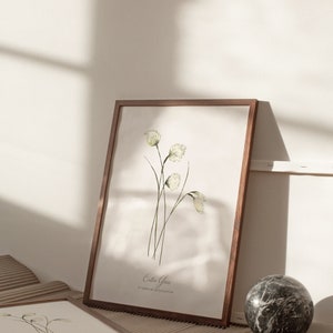 May include: A framed botanical print of cotton grass, Eriophorum polystachion, with a white background and a brown wooden frame. The print features a watercolor illustration of the plant with delicate white flowers and green stems.