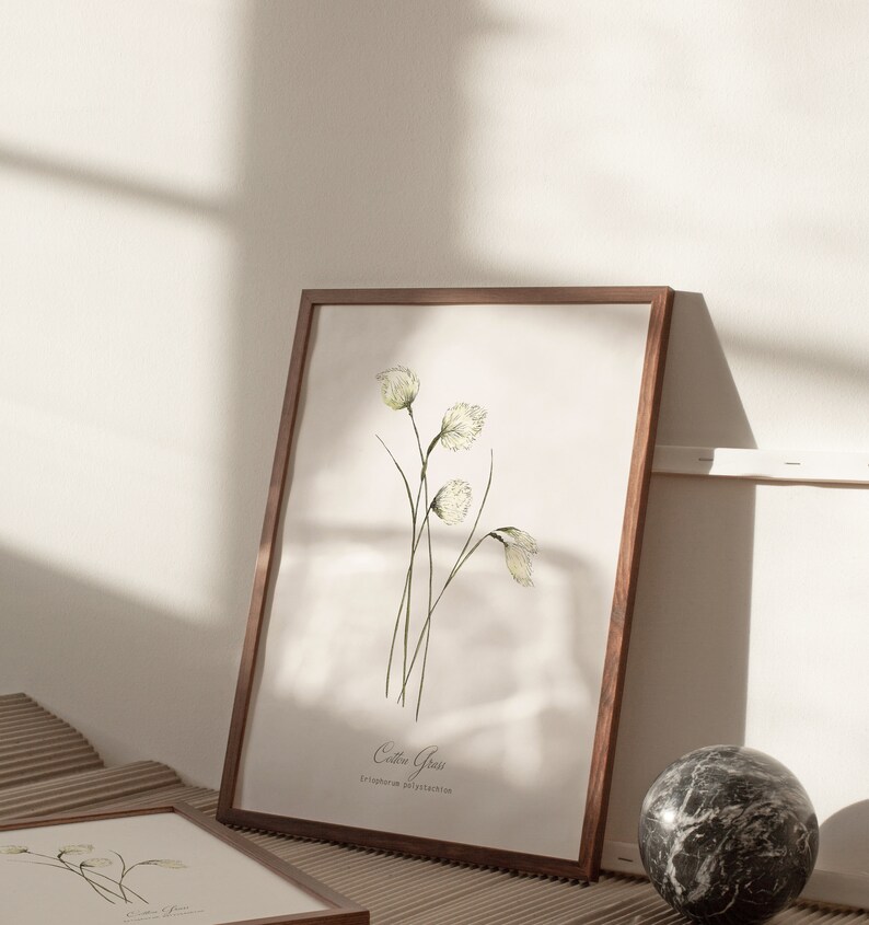 May include: A framed botanical print of cotton grass, Eriophorum polystachion, with a white background and a brown wooden frame. The print features a watercolor illustration of the plant with delicate white flowers and green stems.