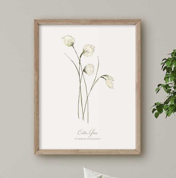 Cotton Grass, Wild Flower print, Botanical illustration, Wall Art